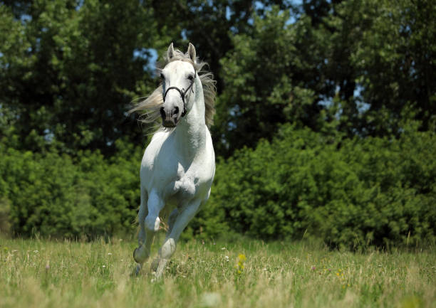 istock Dapple-grey andalusian horse 671357398
