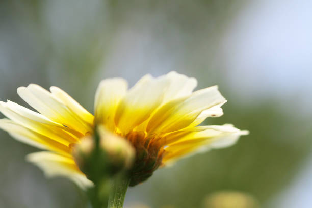 istock Yellow daisy flowers at nature 671357474
