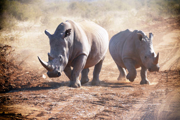 dwa białe nosorożce biegają i robią kurz w rezerwacie dzisiwki madikwe w republice południowej afryki - nosorożec biały zdjęcia i obrazy z banku zdjęć