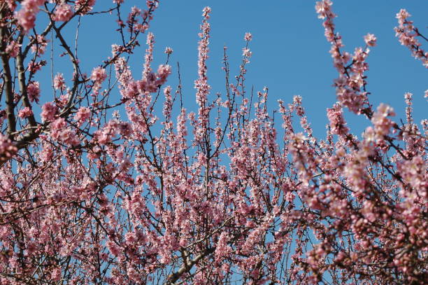 istock Almond blossom in Spain 671357842