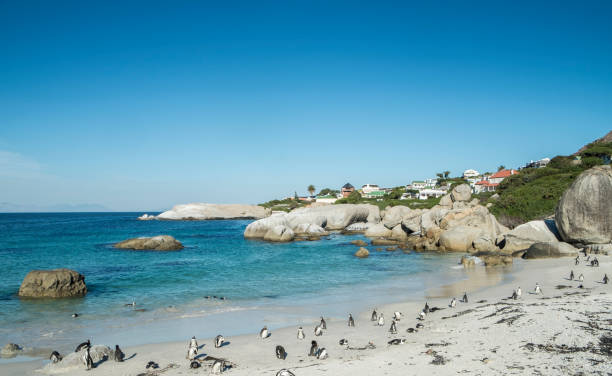 istock Penguins beach in cape town 671360282