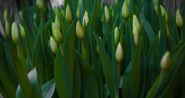 istock Green tulip buds on nature 671360558
