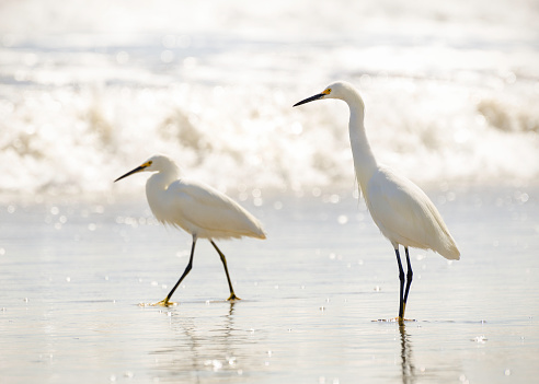 Snowy Egrets (Egretta thula), Refugio State Beach, Goleta, CA, USA.