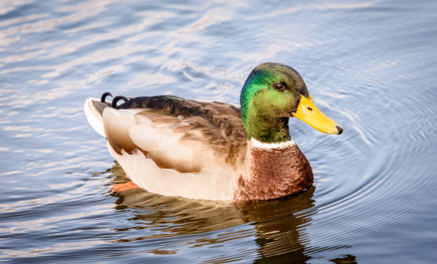 männlicher mallard (ente) im wasser - erpel stock-fotos und bilder