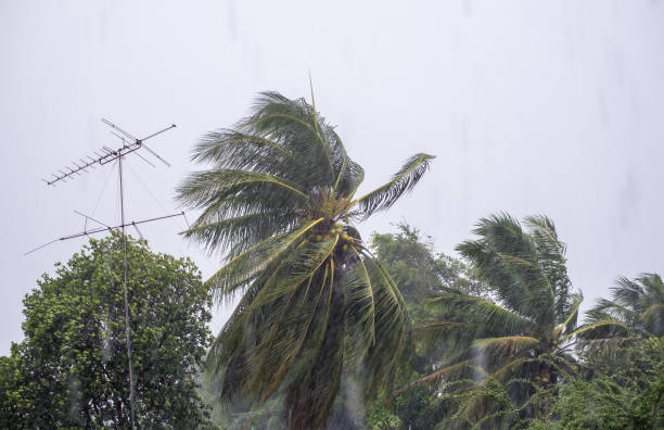 istock Gust wind storm raining with coconut and antenna pole 671362428