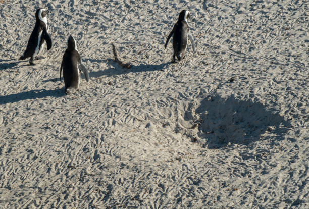 istock Penguins beach in cape town 671368086