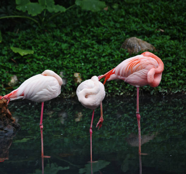 istock Pink flamingos in the shallows 671372118