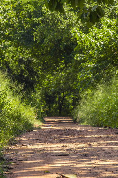 istock a dirt road in the jungle 671372120