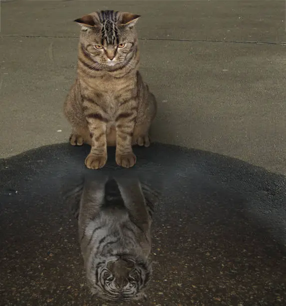 Photo of Cat and his reflection