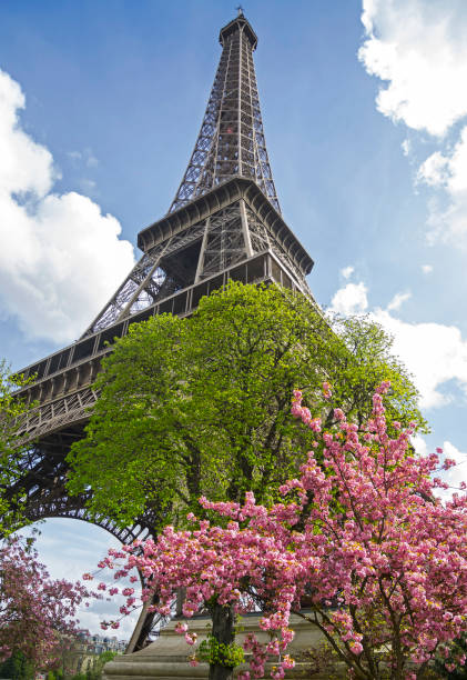 istock Blossoming tree against the backdrop of the Eiffel Tower. 671375882