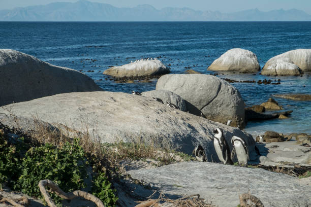 istock Penguins beach in cape town 671377516
