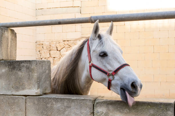 Two horses, bay and chestnut,  on a walk play, attacking each other. Communication animals on the farm. Bright emotions. Outdoors selective focus image.