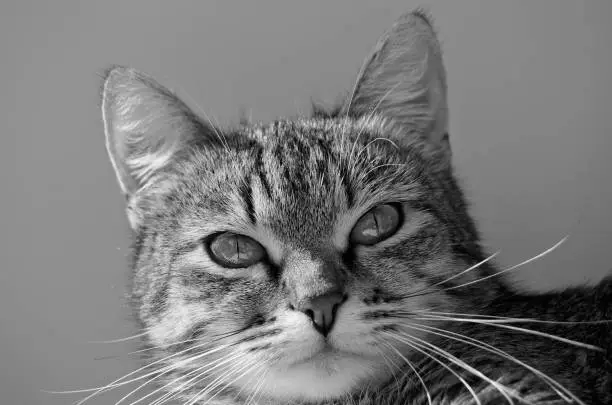 Gray tabby cat on a light background.