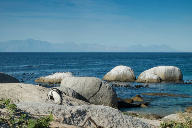 istock Penguins beach in cape town 671382814