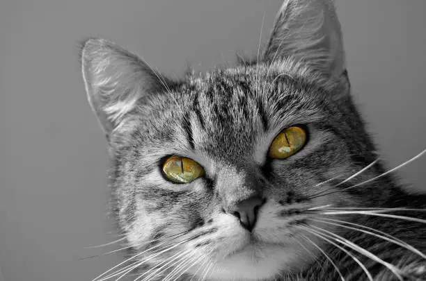 Gray tabby cat on a light background.