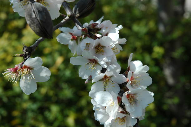 istock Almond blossom in Spain 671388564