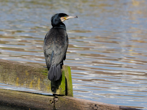 istock Great cormorant, Phalacrocorax carbo 671389478
