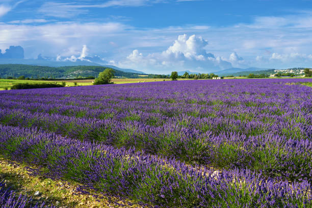istock Provence landscape, France 671389792