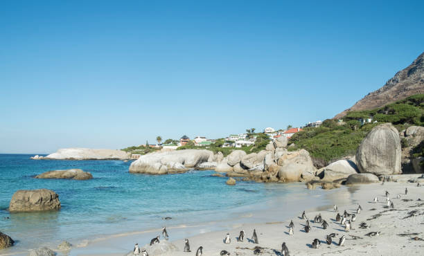istock Penguins beach in cape town 671389810