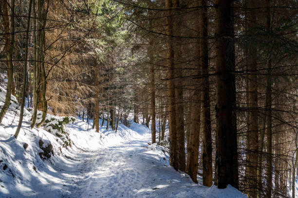 istock Road through the forrest - landscape 671389820
