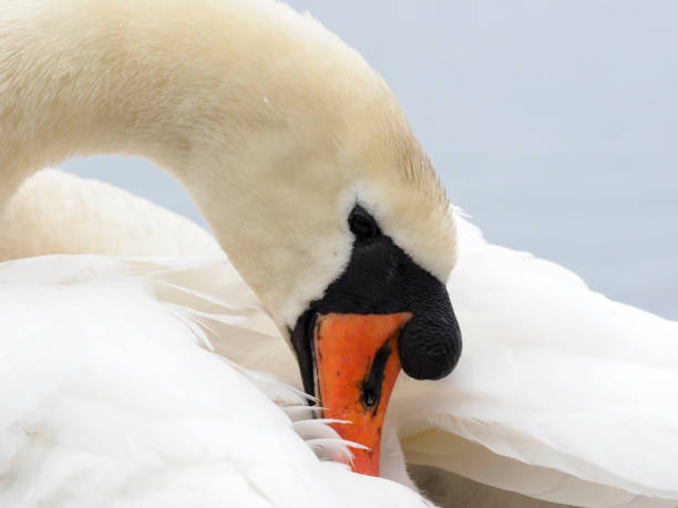 istock Mute swan, Cygnus olor 671389900