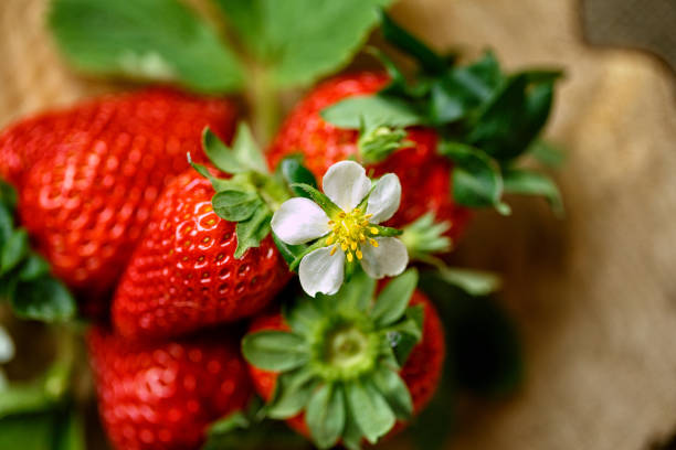 beautiful blossom and red strawberries on wood