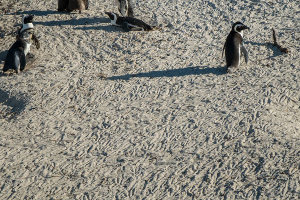 istock Penguins beach in cape town 671393032