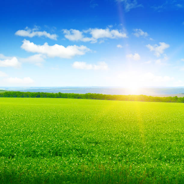 istock wheat field and sunrise in the blue sky 671393664
