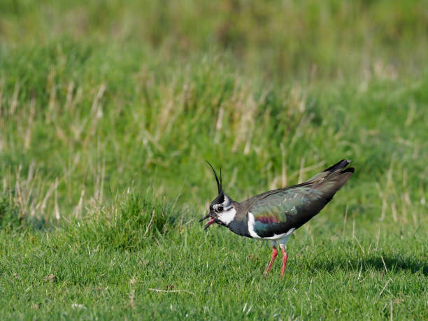 istock Northern lapwing, Vanellus vanellus 671394028