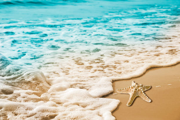 istock Starfish and soft wave on the sandy beach 671394104