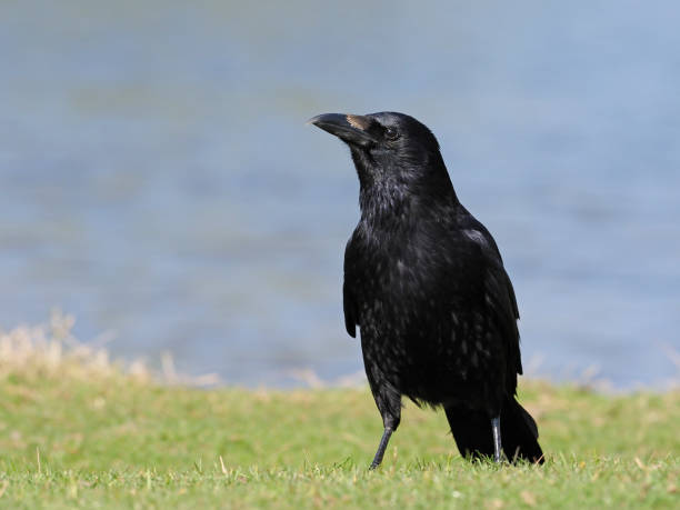 istock Carrion crow, Corvus corone 671394314