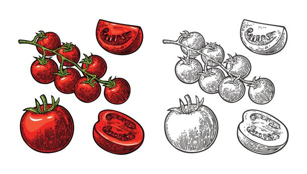 ilustrações, clipart, desenhos animados e ícones de conjunto de tomates de mão desenhada. ramo, todo e fatia. - cherry tomato tomato white background vegetable