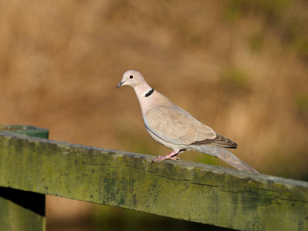 istock Collared dove, Streptopelia decaocto 671399766