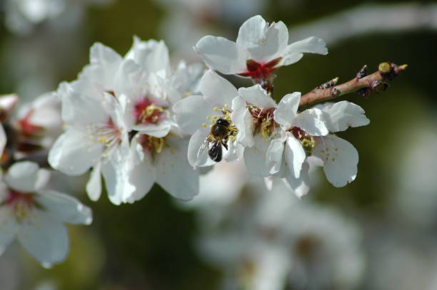 istock Almond blossom with bee - Spain 671400728
