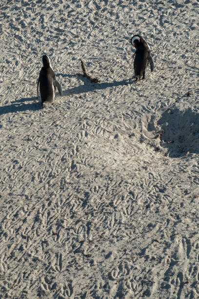 istock Penguins beach in cape town 671402966