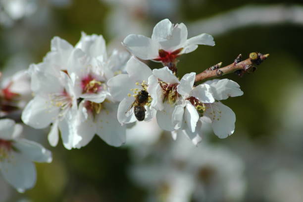 istock Almond blossom with bee - Spain 671402992