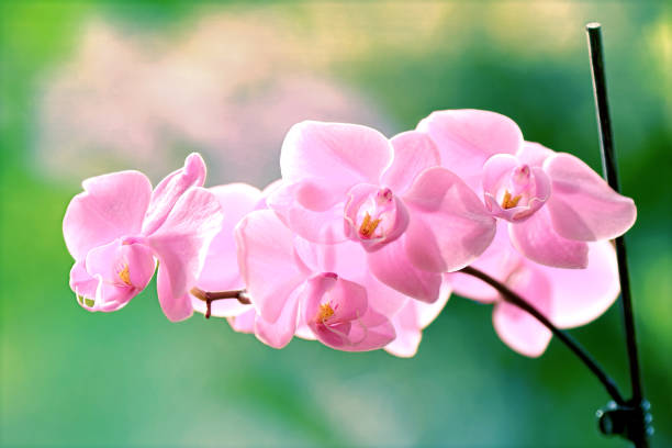 Purple Orchid Flower
