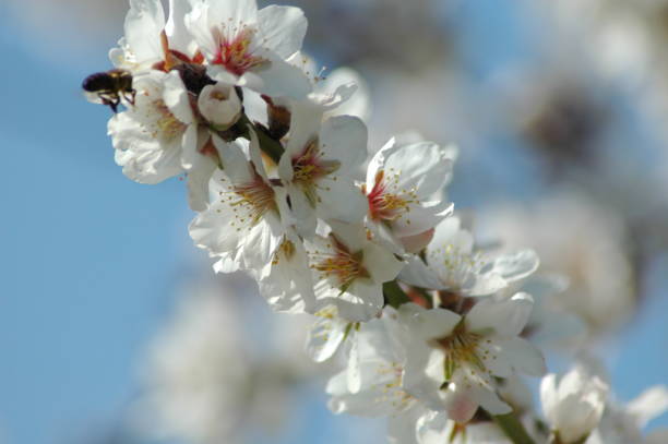 istock Almond blossom with bee - Spain 671403316