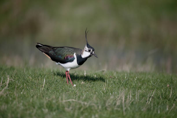 istock Northern lapwing, Vanellus vanellus 671403414
