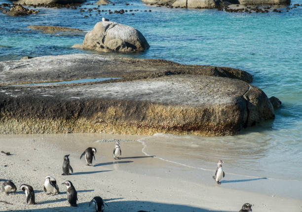 istock Penguins beach in cape town 671403478