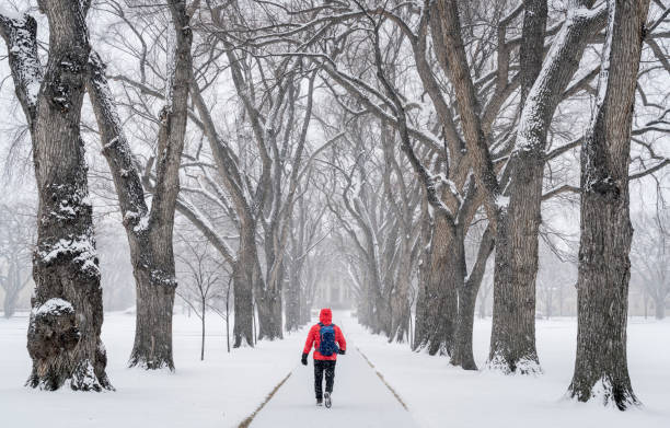 lonely male figure in a blizzard lonely male figure walking in a blizzard - alley of old elm trees - historical Oval at Colorado State University campus, Fort Collins christian social union photos stock pictures, royalty-free photos & images