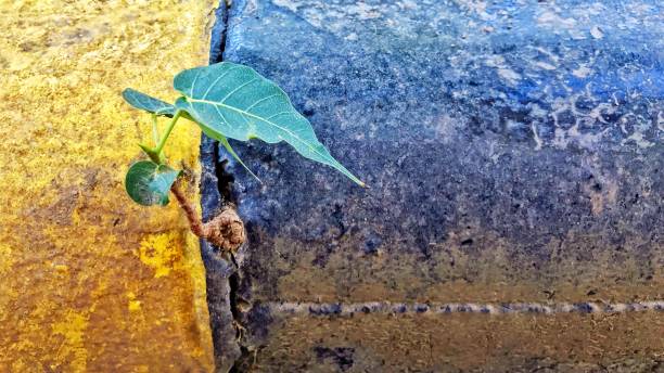 istock Little tree in the city 671410452
