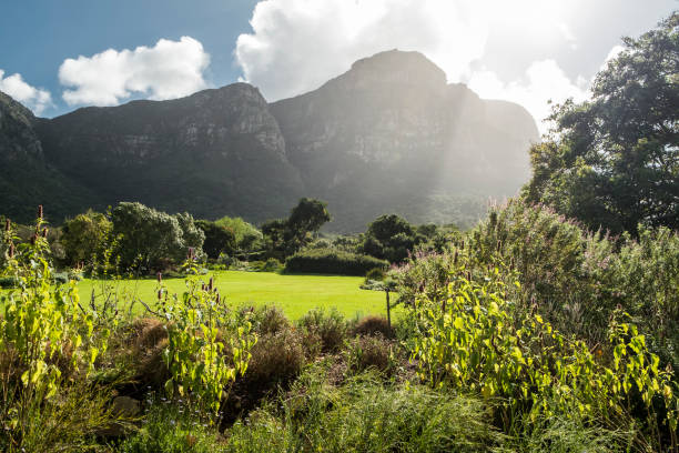 istock Cape town botanic garden 671413950