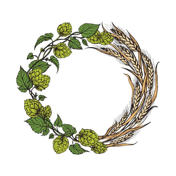 a wreath of ears of wheat and hops a wreath of ears of wheat and hops on old blackboard hops crop illustrations stock illustrations