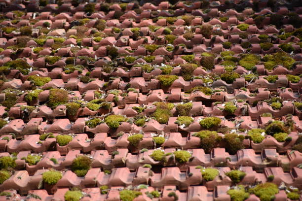 Tiled roof with moss Roof on old building gebrochen stock pictures, royalty-free photos & images