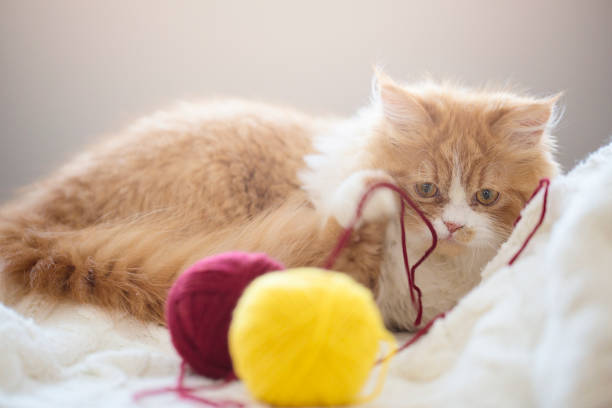 istock Cat on bad looks on balls 671418248