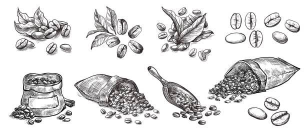 ilustraciones, imágenes clip art, dibujos animados e iconos de stock de conjunto de granos de café en bolsa - coffee beans
