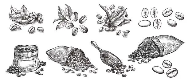 Vector illustration of set of coffee beans in bag