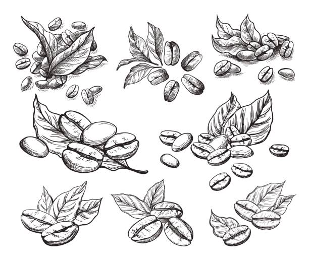 ilustrações de stock, clip art, desenhos animados e ícones de coffee grains and leaves - espresso