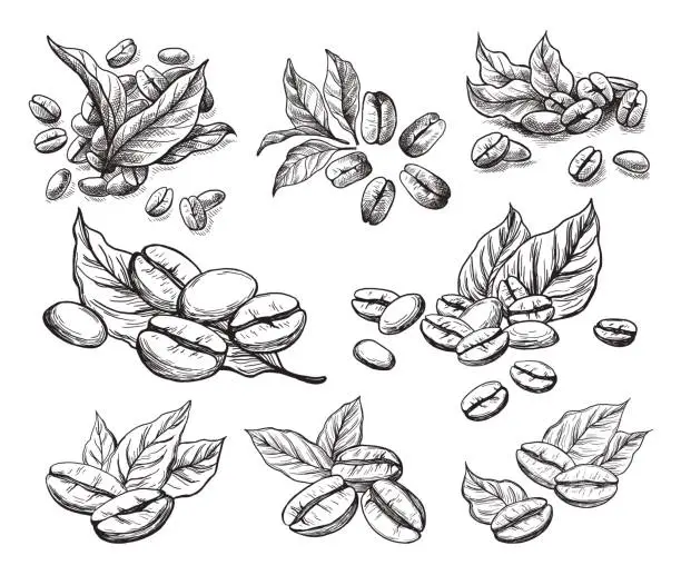 Vector illustration of coffee grains and leaves